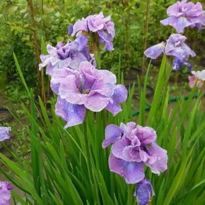 Ирис ХЭВИНГ ФАН сибирский в Гомеле