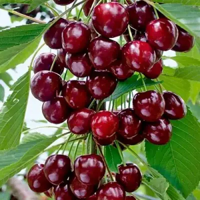 Черешня ХЕЛЕНА колоновидная в Гомеле