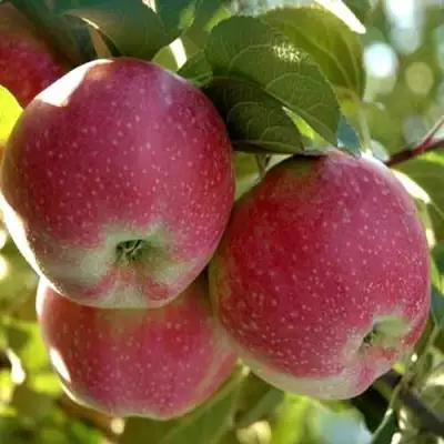 Яблоня АЛЬВА в Гомеле