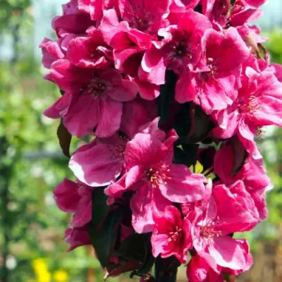 Яблоня МАЛИНОВОЕ ОЖЕРЕЛЬЕ колонновидная в Гомеле