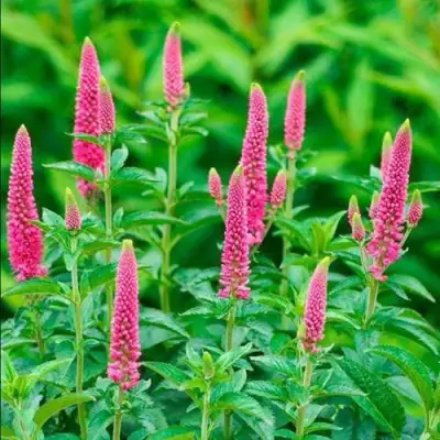 Вероника РОНИКА ФУКСИЯ в Гомеле