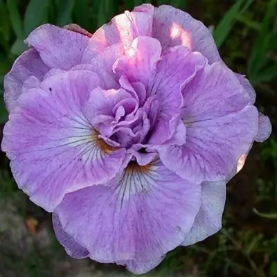 Ирис ИМПЕРИАЛ ОПАЛ сибирский в Гомеле