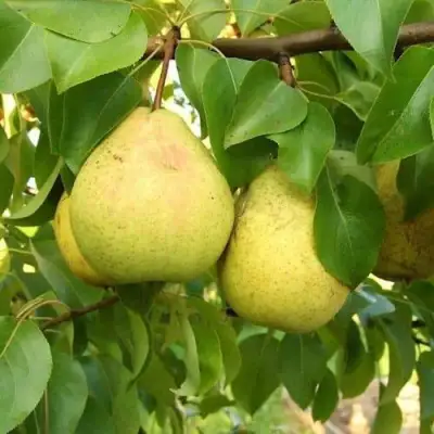 Груша ВЕЛИКАЯ ЛЕТНЯЯ (БОЛЬШАЯ ЛЕТНЯЯ) в Гомеле