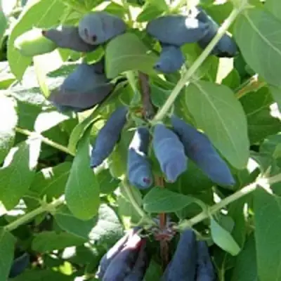 Жимолость съедобная НИМФА (ГАММА) в Гомеле