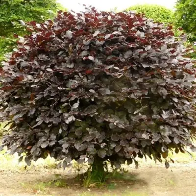 Бук лесной АТРОПУНИЦЕА в Гомеле