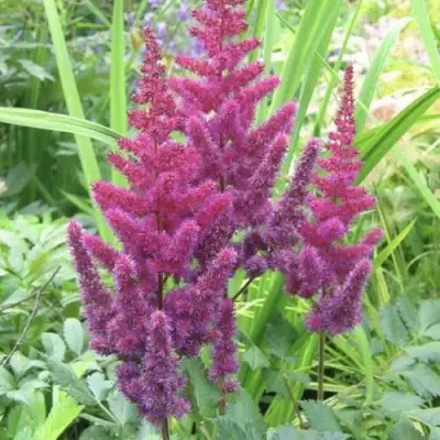 Астильба КАРАОКЕ ПАРТИ китайская в Гомеле