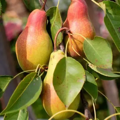 Груша РУССКАЯ КРАСАВИЦА (КРАСАВИЦА ЧЕРНЕНКО) в Гомеле