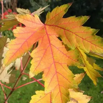 Клен серебристый в Гомеле