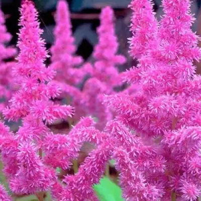 Астильба АМЕТИСТ Арендса в Гомеле