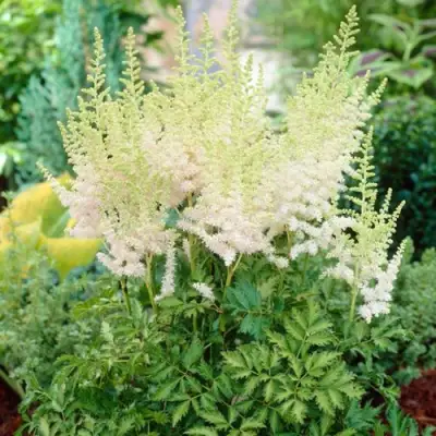 Астильба МИЛК ЭНД ХАНИ китайская в Гомеле