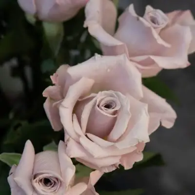 Роза МЕНТА чайно-гибридная в Гомеле