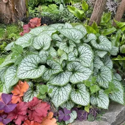 Бруннера ДЖЭК ФРОСТ в Гомеле