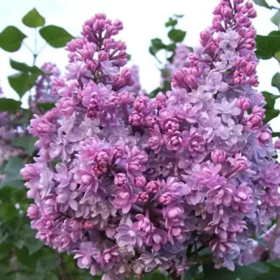 Сирень КОЛХОЗНИЦА в Гомеле