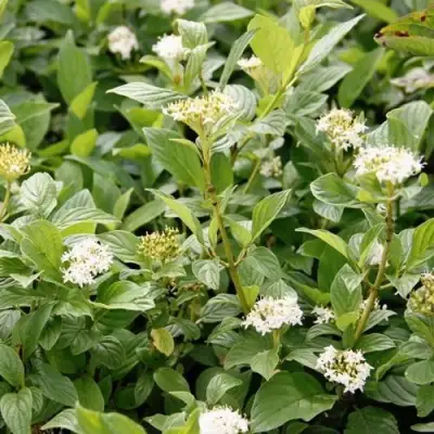 Дерен ФЛАВИРАМЕА отпрысковый в Гомеле