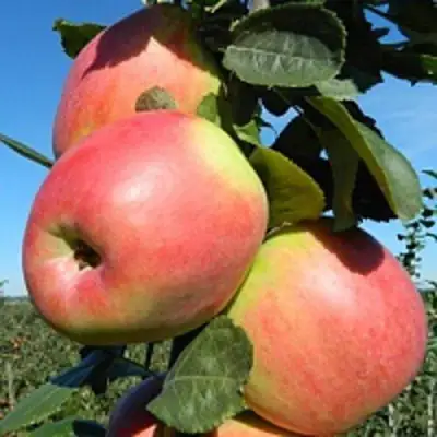 Яблоня БРЯНСКОЕ РОЗОВОЕ в Гомеле