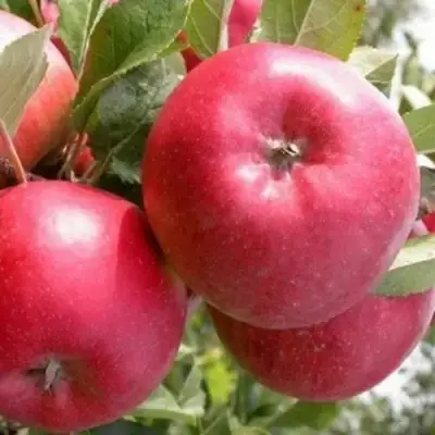 Яблоня ПОСПЕХ в Гомеле