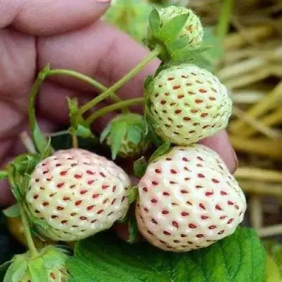 Клубника АНАНАСА ремонтантная в Гомеле