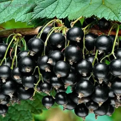 Смородина черная БЕН КОНАН в Гомеле