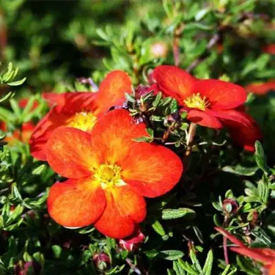 Лапчатка РЕД АЙС кустарниковая в Гомеле