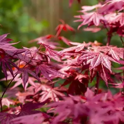 Клен дланевидный АТРОПУРПУРЕУМ в Гомеле
