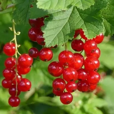 Смородина красная РОНДОМ в Гомеле