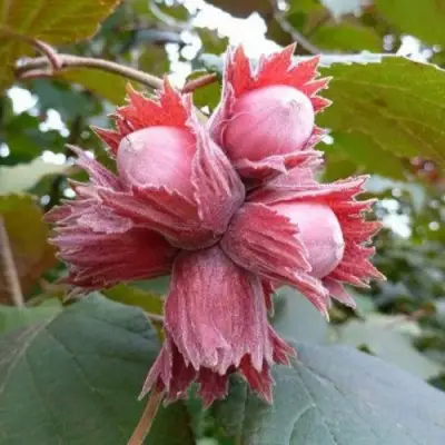 Фундук СКАРЛЕТТ в Гомеле