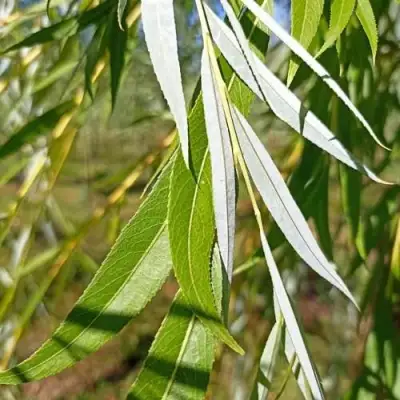Ива ВИТЕЛЛИНА белая  в Гомеле