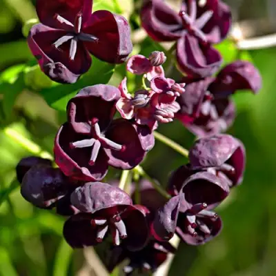 Акебия ПЯТЁРНАЯ  в Гомеле