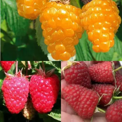 Комплект ЗОЛОТАЯ МАЛИНА в Гомеле