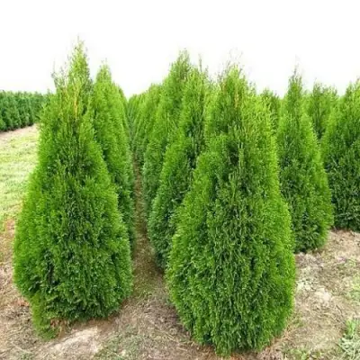 Туя СМАРАГД западная в Гомеле