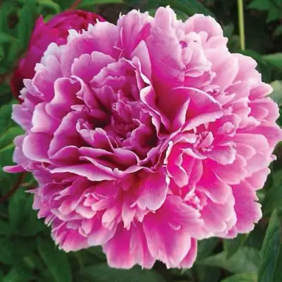 Пион ПУРПУРНАЯ ФЕЕРИЯ травянистый в Гомеле