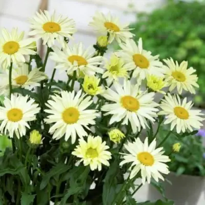 Нивяник БРОДВЕЙ ЛАЙТС великолепный в Гомеле