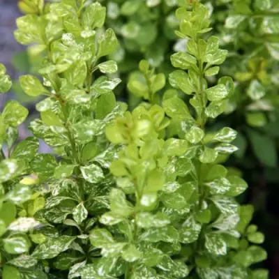 Барбарис ПАУ ВАУ тунберга в Гомеле