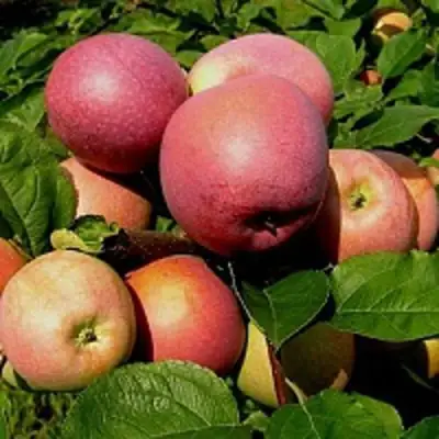 Яблоня СЛАВА ПОБЕДИТЕЛЯМ в Гомеле