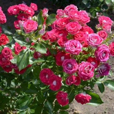 Роза ШОНЕ КОБЛЕНЦЕРИН флорибунда в Гомеле