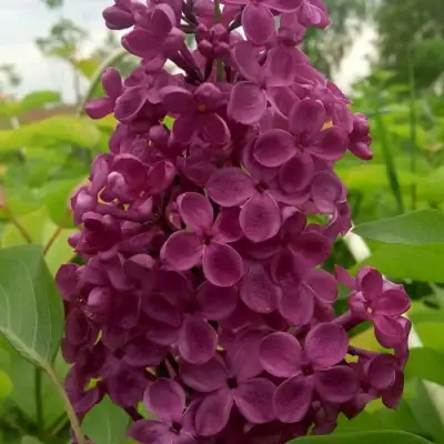 Сирень ИНДИЯ в Гомеле