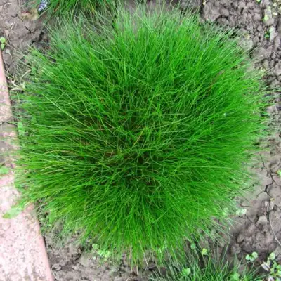 Овсяница ГОТЬЕ в Гомеле