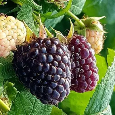 Малина БЛЭК ПОЛЬКА (ХЕБАН) в Гомеле