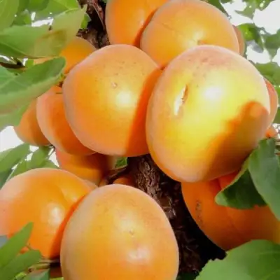 Абрикос ДЕСЕРТНЫЙ в Гомеле
