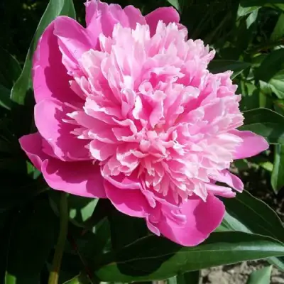 Пион ГОЛУБАЯ ХРИЗАНТЕМА травянистый в Гомеле