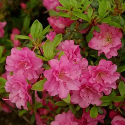 Азалия РОЗИНЕТТА японская в Гомеле