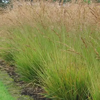 Молиния ПОЛ ПЕТЕРСОН голубая в Гомеле