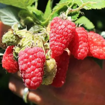 Малина ПАТРИЦИЯ в Гомеле