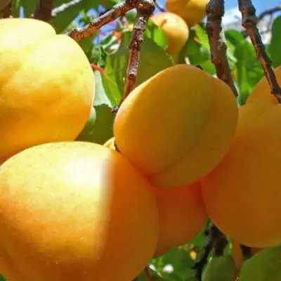 Абрикос ПАМЯТЬ ЛОЙКО в Гомеле