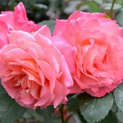 Роза ИНСТИТУТ ЛЮМЬЕР шраб в Гомеле