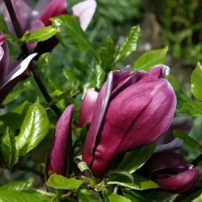 Магнолия НИГРА в Гомеле