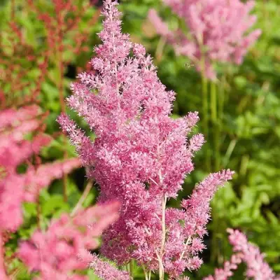 Астильба РЕЙНЛЕНД японская в Гомеле