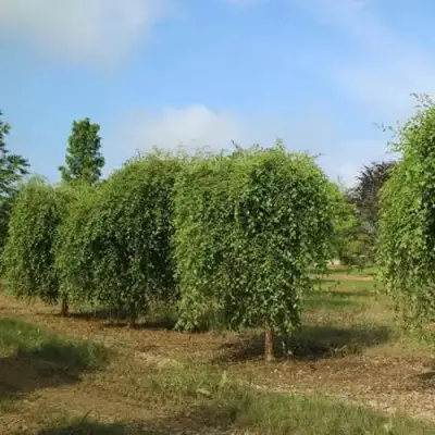 Береза САММЕР КАСКАД черная в Гомеле