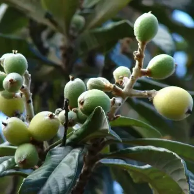 МУШМУЛА  в Гомеле