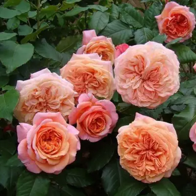 Роза ЧИППЕНДЕЙЛ чайно-гибридная в Гомеле